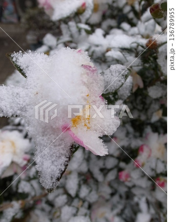 山茶花に雪 136789955