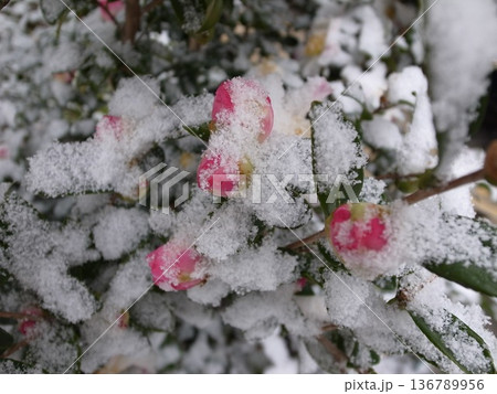 山茶花に雪 山茶花に雪 136789956