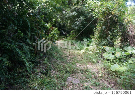 沖縄の城の風景 沖縄の城の風景 136790061
