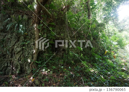 沖縄の城の風景 沖縄の城の風景 136790065