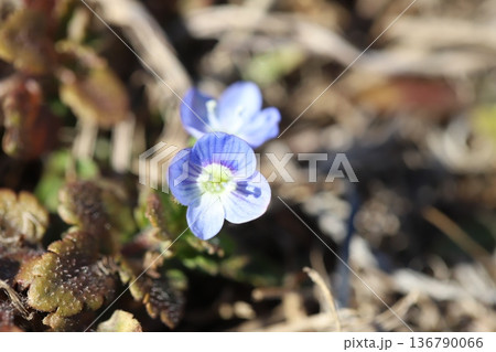 冬の野原に咲く青いオオイヌノフグリの花 136790066