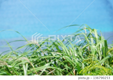 沖縄の風景の中で 136790253