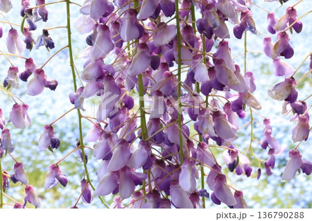 垂れる藤の花とネモフィラの背景 垂れる藤の花とネモフィラの背景 136790288