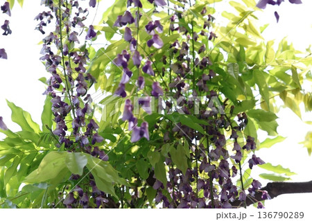 藤の花のある風景 藤の花のある風景 136790289