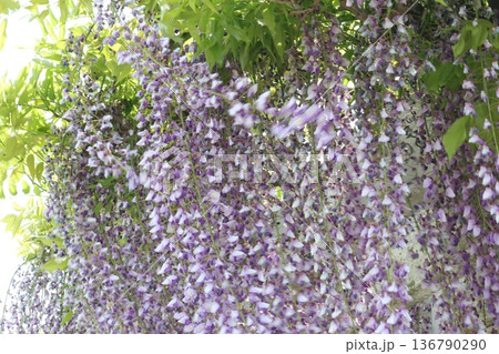 藤の花のある風景 藤の花のある風景 136790290
