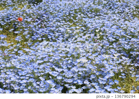 青いネモフィラの花 136790294