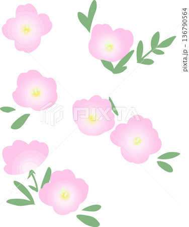 ピンクの月見草フラットイラスト（透過背景）春夏の花ベクター素材 136790564