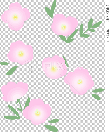 ピンクの月見草フラットイラスト（透過背景）春夏の花ベクター素材 136790564