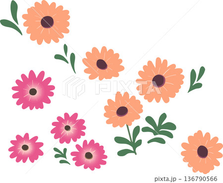 オステオスペルマムのフラットイラスト（透過背景）春の花ベクター素材 136790566