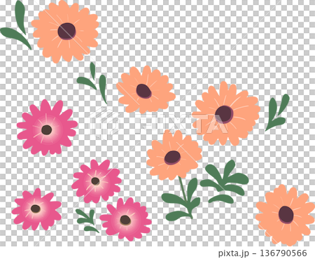 非洲菊扁平插圖（透明背景）春季花卉向量素材 136790566