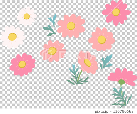 マーガレットのフラットイラスト（透過背景）春の白い花ベクター素材 136790568