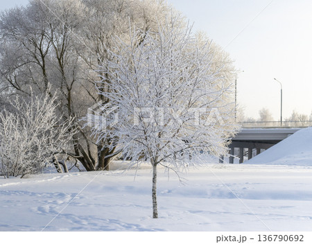 A winter scene with trees covered in hoarfrost under a clear blue sky. 136790692