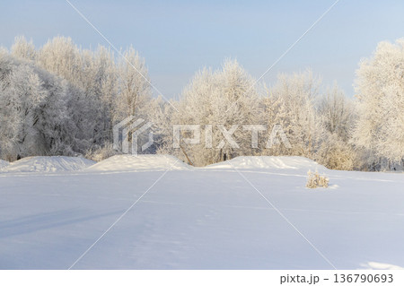 A winter scene with trees covered in hoarfrost under a clear blue sky. 136790693
