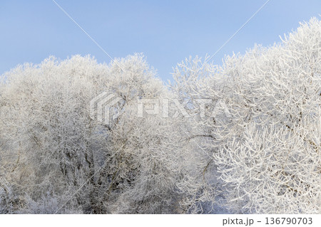 A winter scene with trees covered in hoarfrost under a clear blue sky. A winter scene with trees covered in hoarfrost under a clear blue sky. 136790703