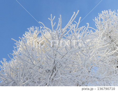 A winter scene with trees covered in hoarfrost under a clear blue sky. 136790710