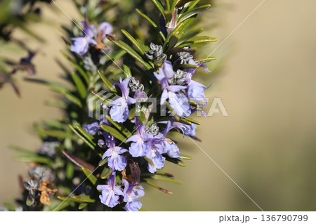 冬の庭に咲く水色に薄紫色の模様の入ったのローズマリーの花 冬の庭に咲く水色に薄紫色の模様の入ったのローズマリーの花 136790799
