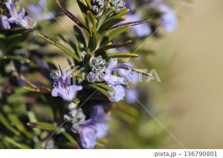 冬の庭に咲く水色に薄紫色の模様の入ったのローズマリーの花 冬の庭に咲く水色に薄紫色の模様の入ったのローズマリーの花 136790801