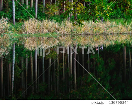 秋の奈良県宇陀市　水鏡の龍王ヶ渕に映る神秘の森 136790844
