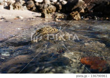 A close-up of a stone on a beach. The stone is washed by seawater. A close-up of a sea stone. The Red Sea in Egypt. 136790961
