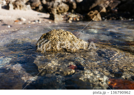 A close-up of a stone on a beach. The stone is washed by seawater. A close-up of a sea stone. The Red Sea in Egypt. 136790962