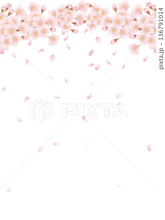 春の花桜満開01 136791014