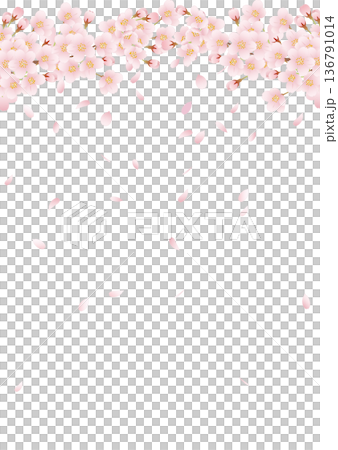 春の花桜満開01 136791014