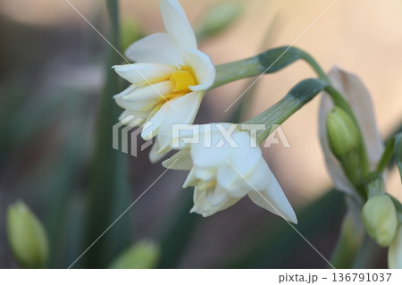 冬の公園に咲く白い花びらに中心が黄色を帯びた八重咲きのフサザキスイセンの花 冬の公園に咲く白い花びらに中心が黄色を帯びた八重咲きのフサザキスイセンの花 136791037