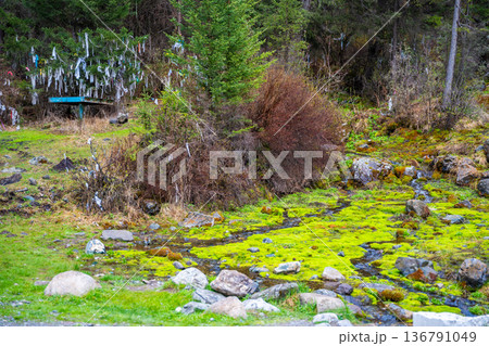 Spring emerging from the ground forming small streams near Kosh-Agach Altai Russia. Sacred energy site marked by ritual ribbons on tree 136791049