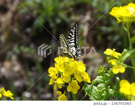 菜の花の蜜を吸うアゲハチョウ 136791065