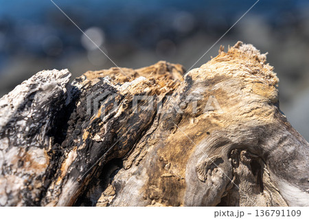 海岸の流木 136791109