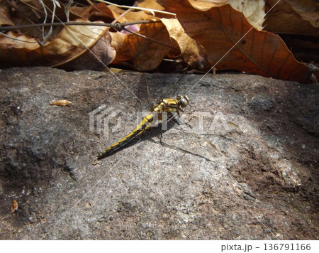 シオヤトンボのメス 136791166