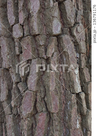 鱗片状の割れ目模様のマツ科の樹皮 3 136791176