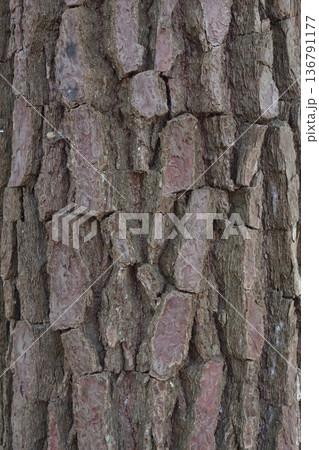 鱗片状の割れ目模様のマツ科の樹皮 4 鱗片状の割れ目模様のマツ科の樹皮 4 136791177