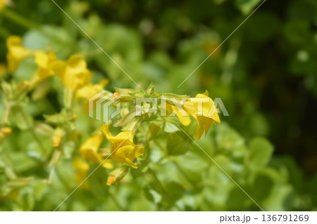 Monkey flower 136791269