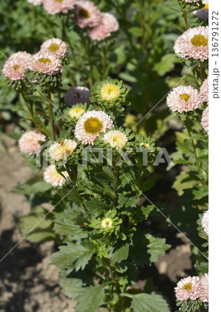 China aster Matsumoto China aster Matsumoto 136791272