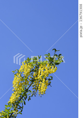 Common laburnum 136791308