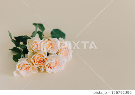 Tender Rose flowers on a pink pech pastel background. Tender Rose flowers on a pink pech pastel background. 136791390