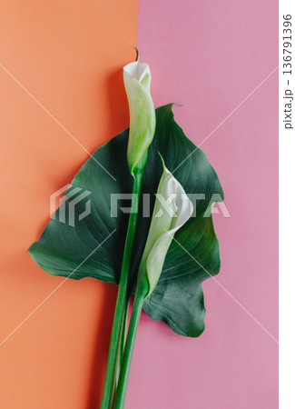 Beautiful white Calla Lilies flowers on a peach pink pastel background. 136791396