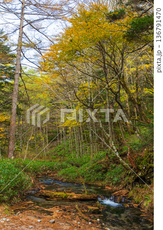 日本屈指の山岳リゾート 秋と紅葉の上高地 日本屈指の山岳リゾート 秋と紅葉の上高地 136791470