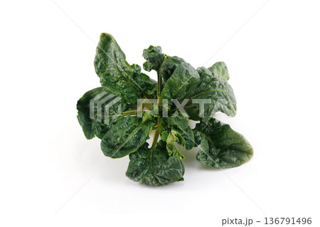 新鮮なちぢみほうれん草 136791496