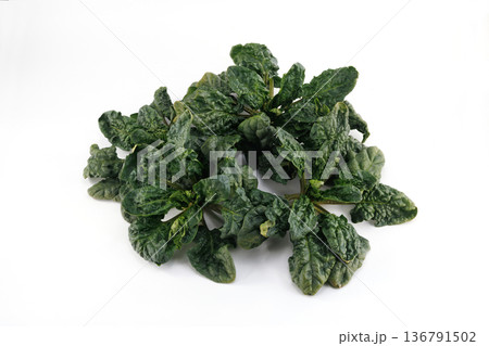 新鮮なちぢみほうれん草 136791502