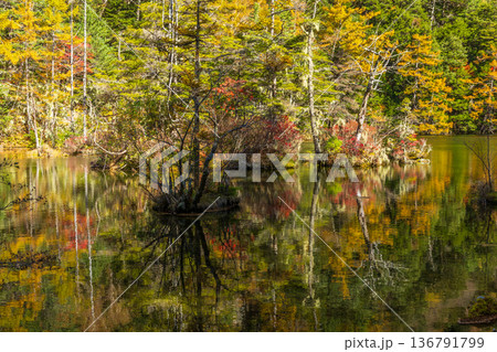 日本屈指の山岳リゾート　秋と紅葉の上高地　明神池 136791799