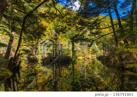日本屈指の山岳リゾート　秋と紅葉の上高地　明神池 136791801