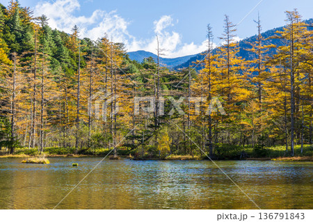 日本屈指の山岳リゾート　秋と紅葉の上高地　明神池 136791843