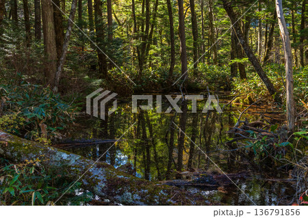 日本屈指の山岳リゾート　秋と紅葉の上高地 136791856