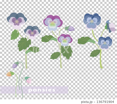 Pansy flower vector illustration Pansy flower vector illustration 136791904