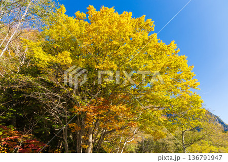 日本屈指の山岳リゾート 秋と紅葉の上高地 日本屈指の山岳リゾート 秋と紅葉の上高地 136791947