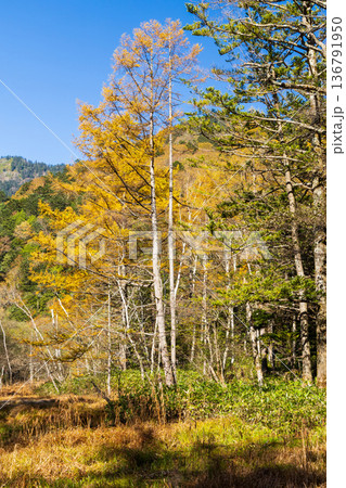 日本屈指の山岳リゾート 秋と紅葉の上高地 日本屈指の山岳リゾート 秋と紅葉の上高地 136791950