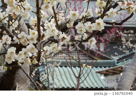 湯島天満宮の梅まつり 湯島天満宮の梅まつり 136792040