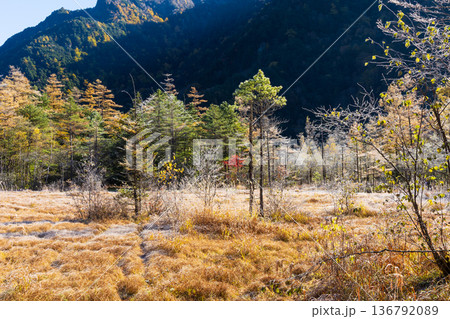 日本屈指の山岳リゾート　秋の上高地　早朝の田代湿原 136792089